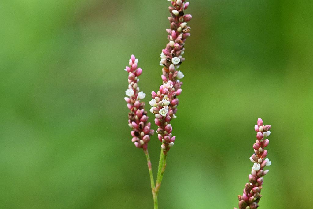 2025-08049918 Broad Meadow Brook, MA.JPG - Pennsylvania smartweed (Persicaria pensylvanica). Broad Meadow Brook Wildlife Sanctuary, MA, 8-4-2025